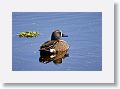 Blue-winged Teal
