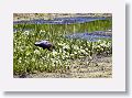 Glossy Ibis