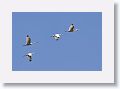White Ibis