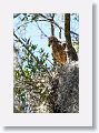 Red Shoulder Hawk chick