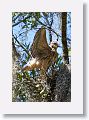Red Shoulder Hawk chick