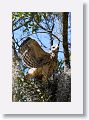 Red Shoulder Hawk chick
