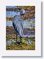 Little Blue Heron