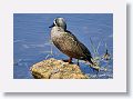 Blue-winged Teal