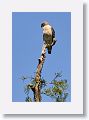 Red-shouldered Hawk