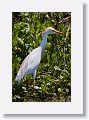 Cattle Egret