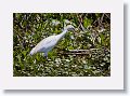 Cattle Egret