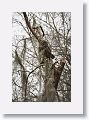 Barred Owl