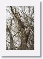 Barred Owl