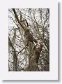 Barred Owl
