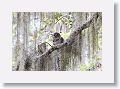 Barred Owl