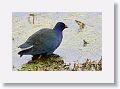 Purple Galinule