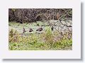 Black-bellied Whistling Ducks