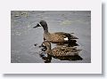 Blue-winged Teal