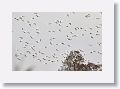 Cattle Egrets