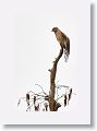 Red-shouldered Hawk