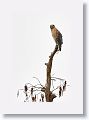Red-shouldered Hawk