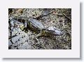 Alligator