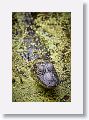 Alligator