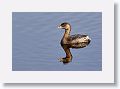 Pied-billed Grebe