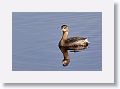 Pied-billed Grebe