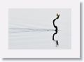 Anhinga taking a fish for a stroll