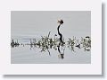 Anhinga taking a fish for a stroll