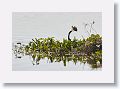Anhinga taking a fish for a stroll
