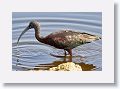 Glossy Ibis