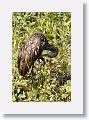 Limpkin