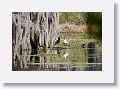 Green Heron and Roseate Spoonbill and Common Gallinule