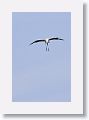 Wood Stork