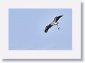 Wood Stork