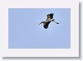 Wood Stork
