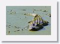 Alligator