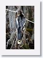 Anhinga (4th year male coming into breeding plumage)
