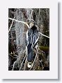 Anhinga (4th year male coming into breeding plumage)