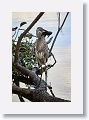 Great Blue Heron with fish