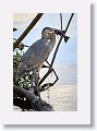 Great Blue Heron with fish