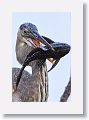 Great Blue Heron with fish