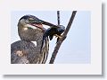 Great Blue Heron with fish