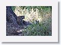 Raccoons
