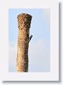 Red-bellied Woodpecker (male)