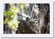 Great Horned Owl