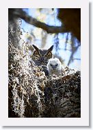 Great Horned Owl with chick