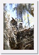 Great Horned Owl with chick