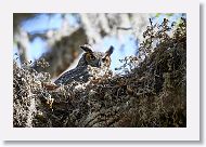 Great Horned Owl