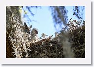 Great Horned Owl with chick