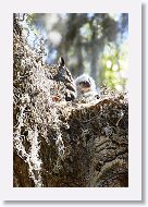 Great Horned Owl with chick