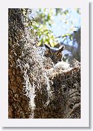 Great Horned Owl with chick